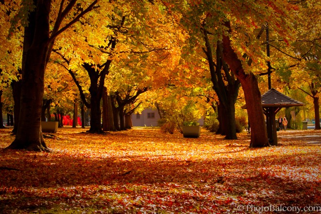 Autumn foliage in Boston, Massachusetts (photo courtesy of www.FinancialAidPodcast.com / www.ChristopherSPenn.com)