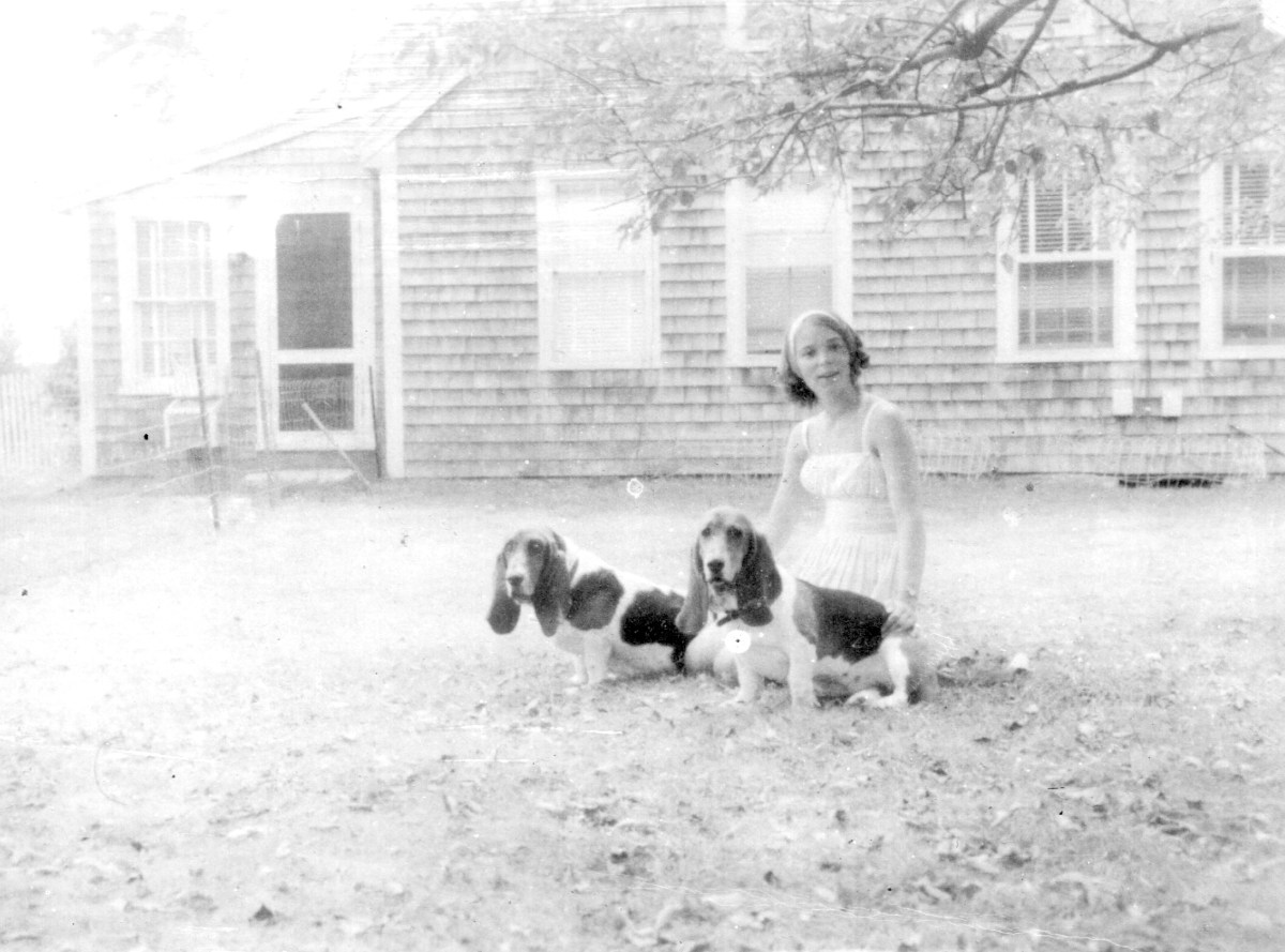 with Basset Hounds in the 1960s