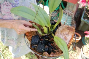 Sally working in her Caribbean garden in 2008